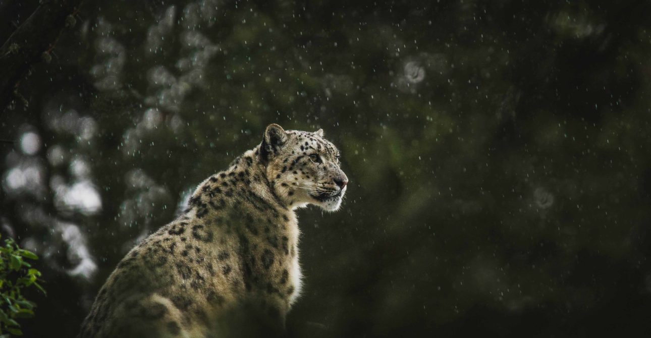 Wilderness Escapes: Exploring Nepal’s National Parks and Wildlife Reserves