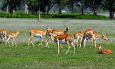 Shuklaphanta-national-park