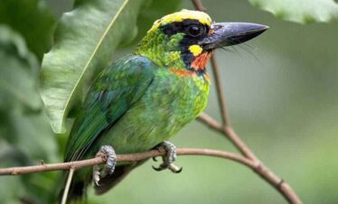 shuklaphanta-national-park